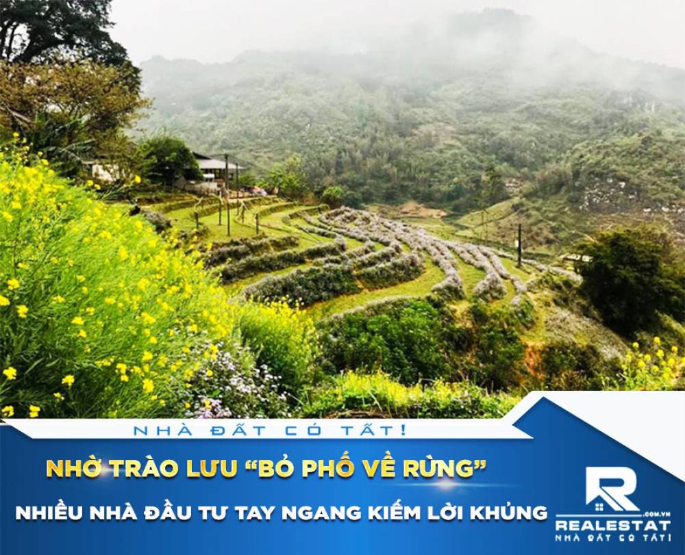 Nhiều nhà đầu tư tay ngang kiếm lời khủng nhờ trào lưu “bỏ phố về rừng”