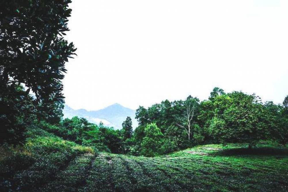‘Bỏ phố về quê’ làm nhà vườn, chưa kịp hưởng lại rao bán gấp, cho mượn miễn phí
