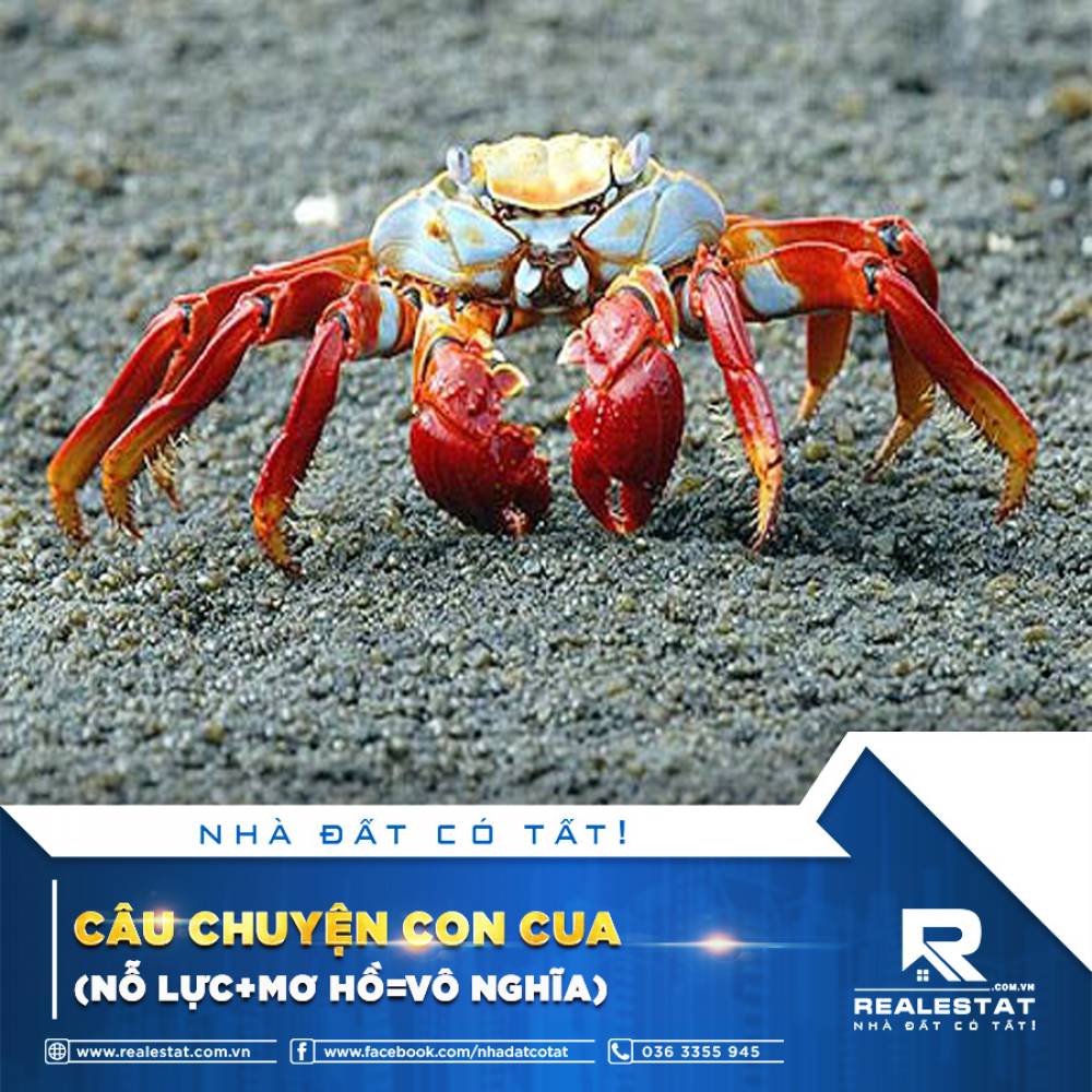 CÂU CHUYỆN CON CUA (NỖ LỰC+ MƠ HỒ = VÔ NGHĨA)