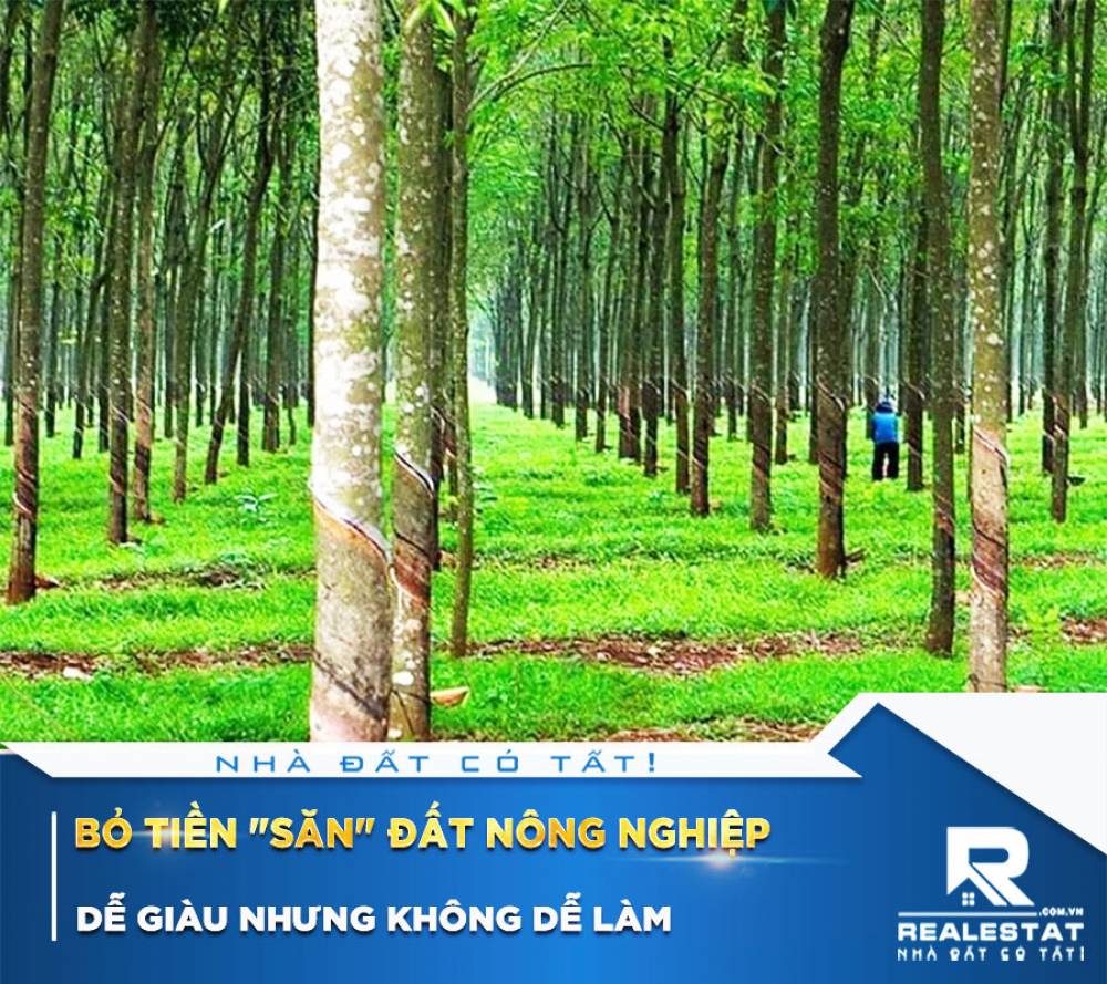 Bỏ Tiền "Săn" Đất Nông Nghiệp: Dễ Giàu Nhưng Không Dễ Làm