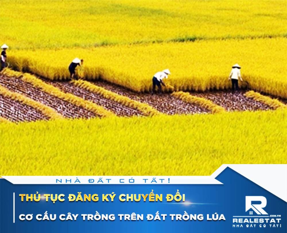 Thủ tục đăng ký chuyển đổi cơ cấu cây trồng trên đất trồng lúa