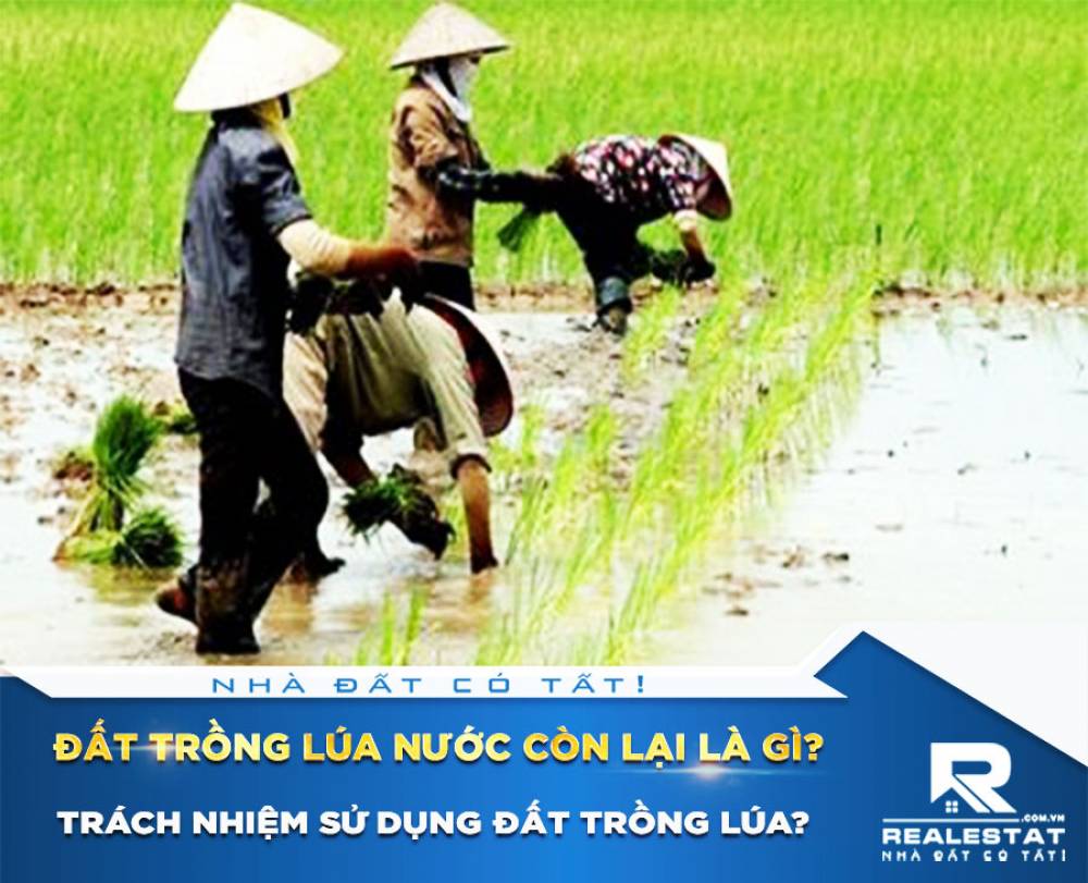 Đất trồng lúa nước còn lại là gì? Trách nhiệm sử dụng đất trồng lúa?